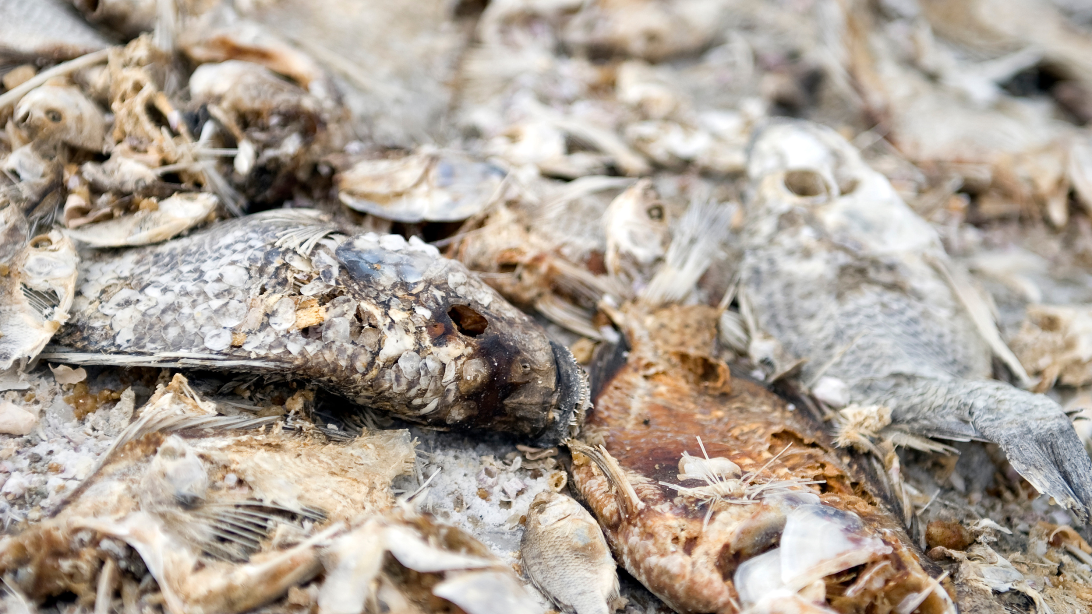 Why are thousands of fish dying in San Francisco Bay?